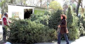 Escasean-rboles-Navidad-1337480