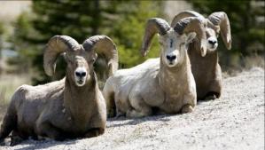 6abd7f5149d64eb995ee12e694a4ed5f_620x350