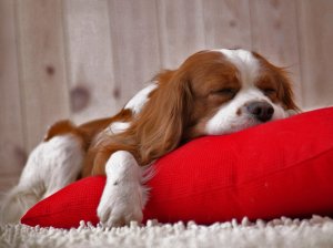 am_9068_4463880_635475