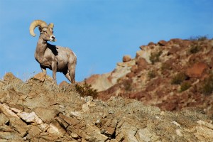 BORREGO_CIMARRON