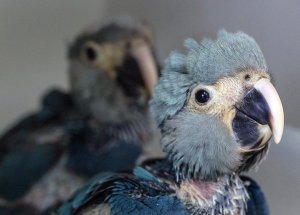 nacen-dos-guacamayos-azules-en-jpg_654x469