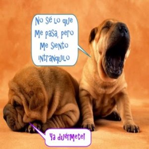 perros-graciosos-no-quiero-dormir