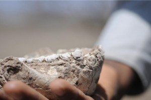 australopithecus_deyiremeda