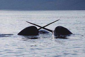 ballena-unicornio-04