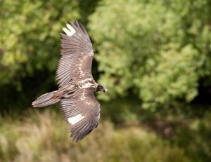 fotonoticia_20131208132441_644