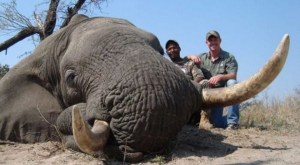 Denunciamos-la-caza-de-elefantes