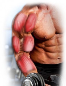 muscular-232x300