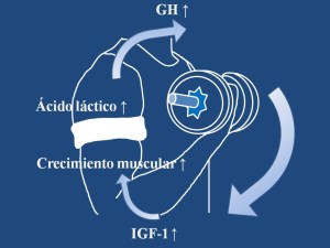 oclusivo_circulo_acido_lactico_musculo3