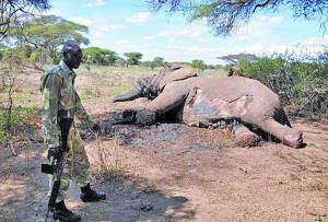 Parque-nacional-guardaparque-elefantes-asesinados_CLAIMA20130109_0054_14