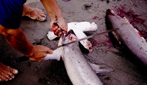 Su caza desmedida es la causante de que esté en peligro de extinción.