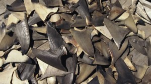 plato-sopa-aleta-tiburon