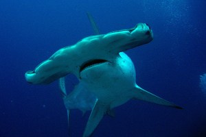 tiburon-martillo-aleta