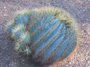 PLANTA-CACTUS (3)