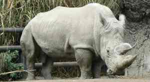 Rinoceronte-blanco