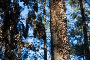 _dr10270_mariposa_monarca_wwf_telcel