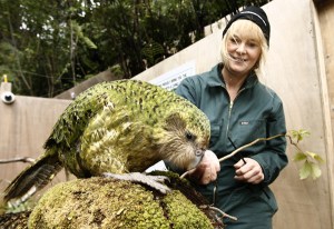 kakapo
