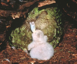 kakapoChickFeeding311