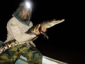 Cocodrilo de pantano_im_DSCF5390