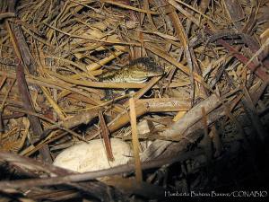 Crocodylus moreletii