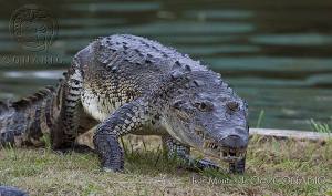 Crocodylus moreletii