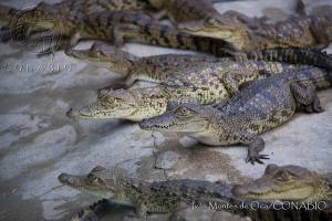 Crocodylus moreletii