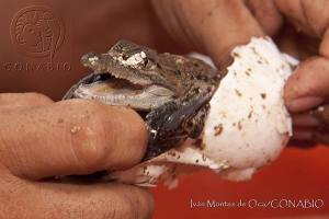 Crocodylus moreletii