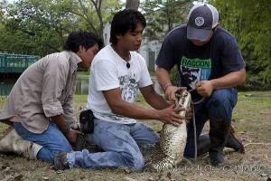 Crocodylus moreletii