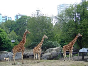 jirafa-cdmx-4