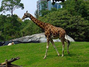 jirafa-cdmx-5