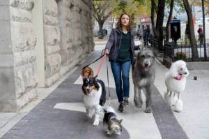 a-dogs-journey-paseo